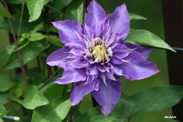 klematis
